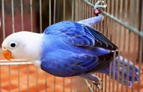 Ya, lovebird biola merupakan burung lovebird. Cara Mencetak Lovebird Biola Blue Series (Biru) | Lovebirdseo
