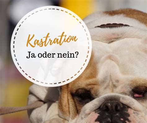 Setze ich meinem hund gesundheitlichen risiken aus, wenn ich meine hündin nicht kastrieren lasse, was genau ist eine kastration, was passiert bei einer solchen operation genau, wie geht es der hündin nach der kastration, wird sie sich nach der kastration verändern? Hund kastrieren lassen - ein sinnvolles Unterfangen ...