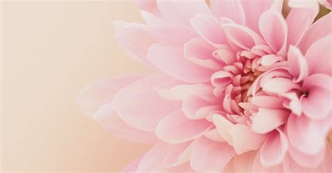 To created add 95 pieces, transparent flower images of your project files with the background cleaned. Dahlia Flower on Light Pink Background · Free Stock Photo