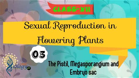 This is due to their ability to sexually reproduce without the need for. Pistil, Megasporangium & Embryo sac |Sexual Reproduction ...