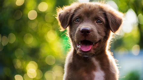 Mein welpe ist jetzt 5 monate alt und erledigt sein geschäft regelmäßig drinne. Wann Hundewelpen am niedlichsten sind - und warum das so ist