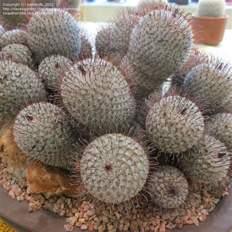 There are over 2500 columnar cacti species here! PlantFiles Pictures: Mammillaria Species (Mammillaria ...
