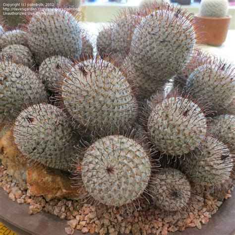 Sorry, there are no tours or activities available to book online for the date(s) you selected. PlantFiles Pictures: Mammillaria Species (Mammillaria ...