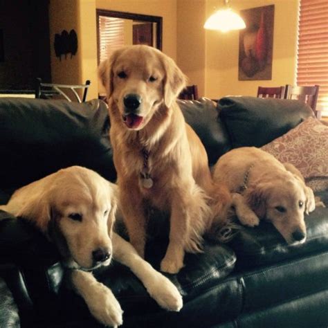 Purebred golden retreiver pups for sale. Goldens with Grace, Golden Retriever Breeder in Phoenix ...