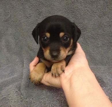 The chiweenie is often described as a small lap dog with a heart of gold. Chiweenie Puppies!! for Sale in Concord, Virginia ...