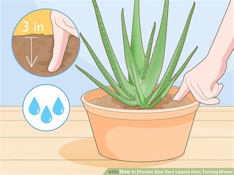 In this guide, you're going to see how its use has expanded and why it's so popular! 3 Easy Ways to Prevent Aloe Vera Leaves from Turning Brown