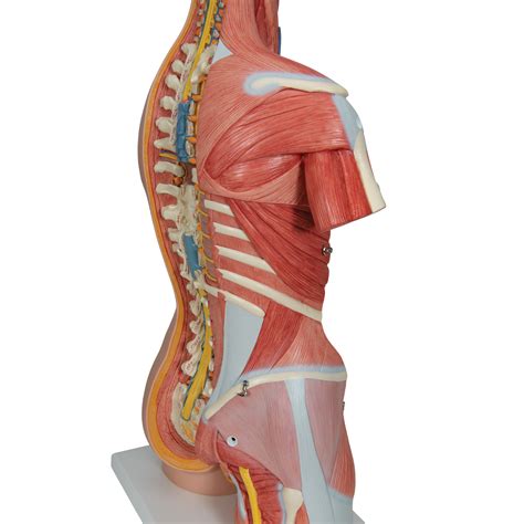 Trapezius is a large, paired, triangular shaped muscle located in the upper back and neck. Human Torso Model | Life-Size Torso Model | Anatomical ...