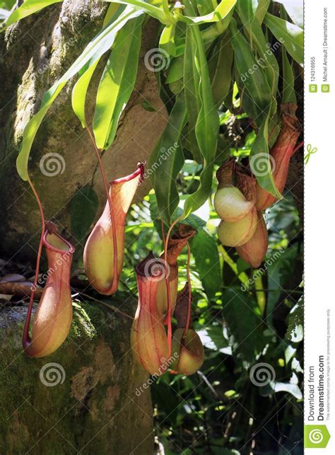 Vines grow upward, using trees as a path to the upper sunlit layers of the rainforest. Carnivorous Plants In The Rain Forest Stock Image - Image ...