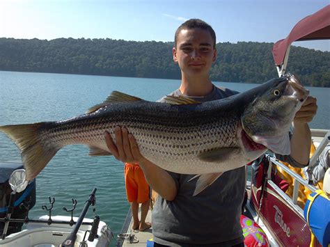 How to catch striped bass. Fishing - Explore Oak Ridge