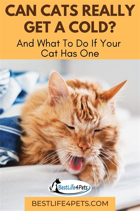 My indoor/outdoor cat was sneezing last week and recently started having wheezing. My Cat Is Coughing And Sneezing - Pets Ideas
