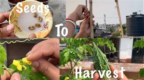 When to plant gourd seeds? How To Grow Organic Bitter Gourd plant At Home Garden ...