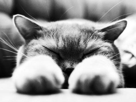 Cats have scent glands near their cheeks, at the base of their tail and — you guessed it — in the pads of their paws. Why Do Cats Knead? 5 Reasons Your Cat Kneads You | Cat ...