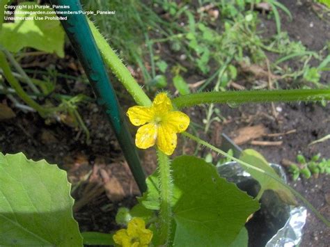 Check spelling or type a new query. PlantFiles Pictures: Cucumis Species, Apple Melon, Lemon ...