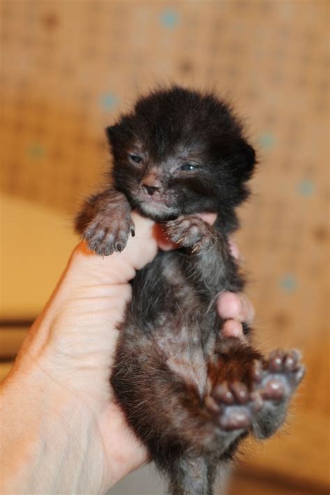Enter a location to see results close by. Lykoi kitten for sale, werewolf cats, wolf cats, natural ...