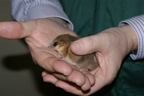 El monito del monte es un mamífero pequeño, con un hocico corto, cara puntiaguda y pequeñas orejas redondas. Familia de Penco entregó al SAG un monito del monte