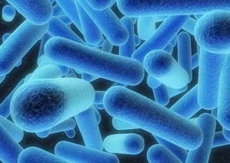 L'histoire de la légionellose est plutôt récente. Recrudescence des bactéries légionelles ce début d'année ...