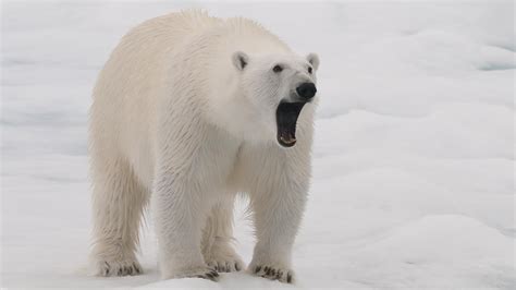 L'ours polaire est une espèce endémique de l'arctique. Ours Polaire Russie Ville - Pewter