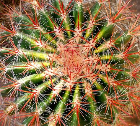 Cactus is known to like the cactus field, which is why his name is cactus. Festive thorns | Plants, Cacti, succulents, Succulents