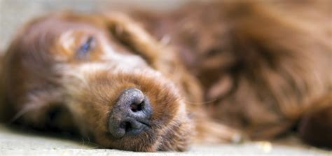 I am not sure if it counts as good. The Surprising Truth About Why Dog Euthanasia Increases ...