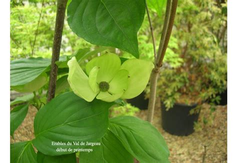 This vigorous selection from rutgers university has notable winter hardiness, good drought. Cornus kousa 'Venus' - Erable du Val de Jargeau