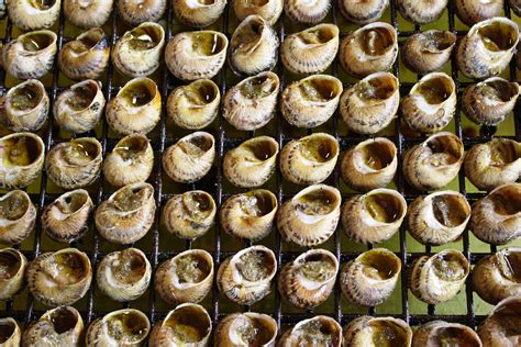 Proprio per questo motivo sono in grado di. Sulla scia delle lumache. Da Cantalupo a Beaune - Tipicamente