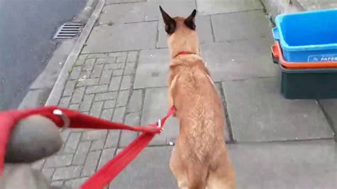 To train your dog to stop your dog from pulling when you're outside, you'll need to use the best treats! How to Stop a Dog Pulling on the Lead in 1 Second. - YouTube