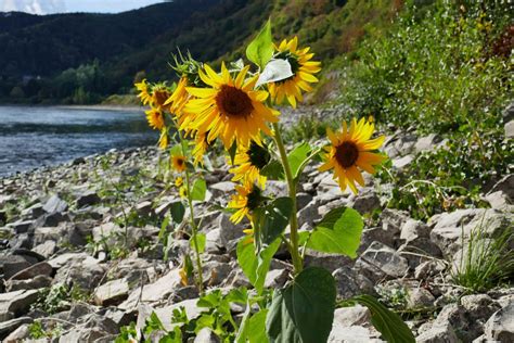 Finden sie aktuelle prospekte und angebote aus boppard auf wunschwerbung.de. Aktuelles | VVV-Boppard | Verkehrs- und Verschönerungs ...