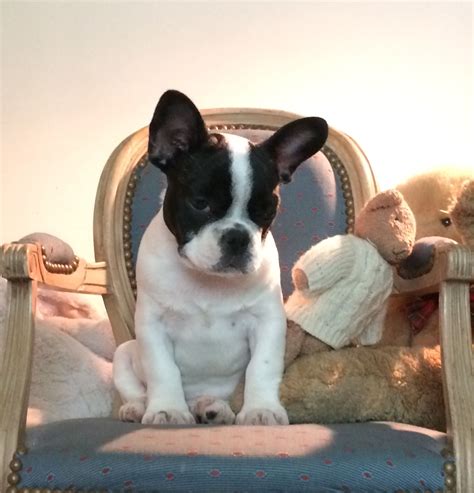 Western new york french bulldog breeder. French Bulldog Breeders Buffalo Ny - Animal Friends