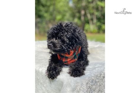 Meet lion, our miniature goodendoodle boy looking for his forever home. Eclipse Mini: Goldendoodle puppy for sale near North ...