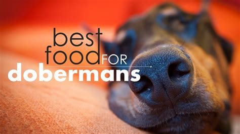What is the best food for doberman pinscher puppies? ᐉ 5 Best Dog Food for Dobermans: Our Top Picks! ( 2019 ) | Here Pup