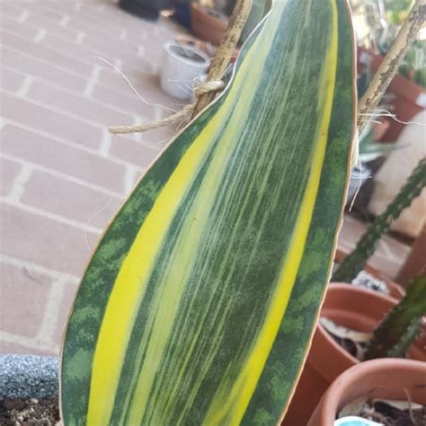 From its beautiful patterns, to its variegated stripes, and very subtle red outlining this plant is one of a kind. Sansevieria Masoniana White Variegata, Sansevieria ...