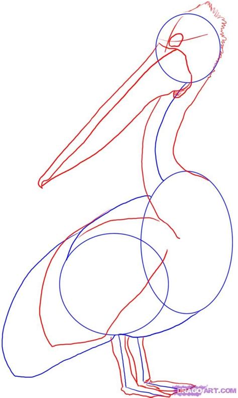 I know everyone knows what a pelican drawing birds painting technical drawing bird drawings art instructions fly drawing how to draw a pelican. How to Draw a Pelican, Step by Step, Birds, Animals, FREE ...