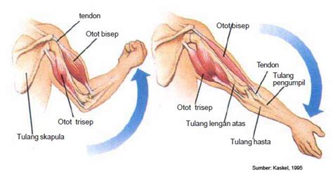 Pasangan otot terdiri dari dua jenis, yaitu antagonis dan sinergis. My Blog: Sistem Gerak Pada Manusia