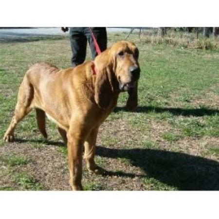 Bloodhound puppies for sale in california united states. Bloodhound Puppies For Sale In Texas