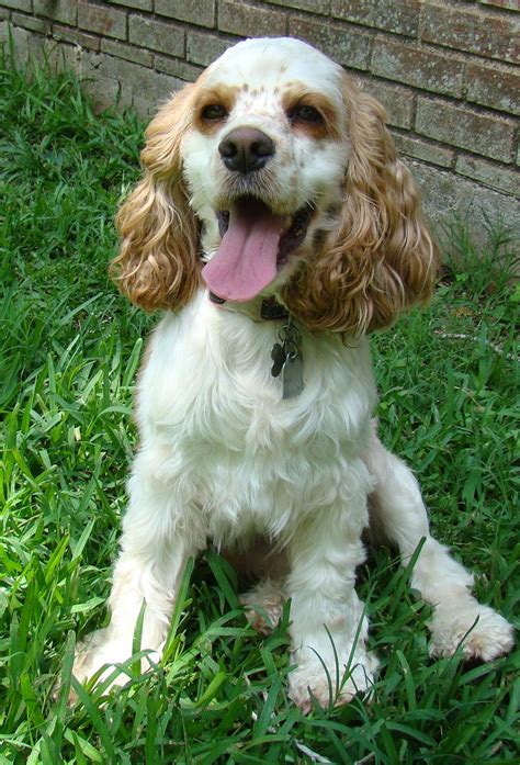 We rescue cats stuck in trees in washington state. COCKER SPANIEL RESCUE OF EAST TEXAS - HOUSTON | Cocker ...