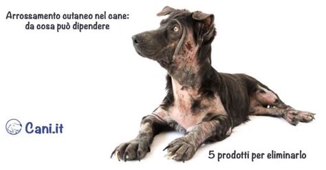 Arrossamento cutaneo nel cane: da cosa può dipendere e 5 ...