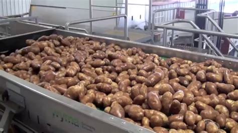 No no no lime + potatoes = scab ,bad potatoes poor quality. Volm Companies: Potato Washing Line (Wyma Equipment) - YouTube