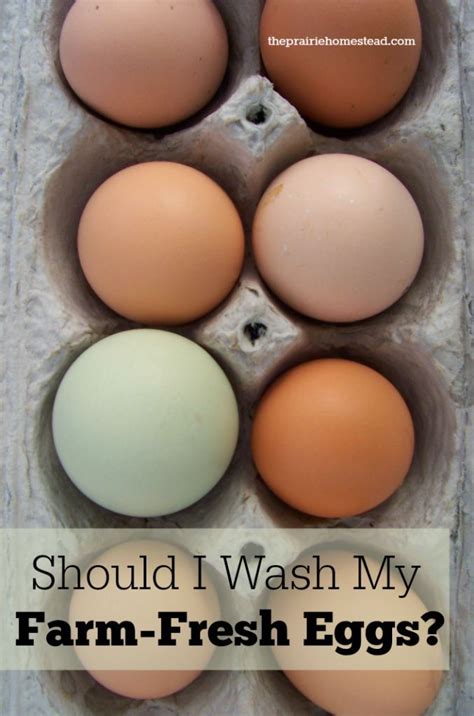 Depending on species, eggs are fertilised 1 day to a few weeks before being laid. how to wash eggs - Gardening Life | Farm fresh eggs, Eggs ...