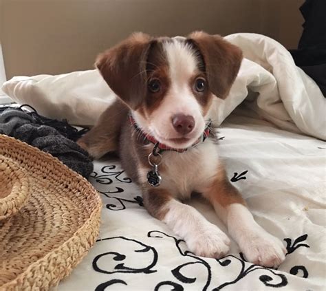 Check spelling or type a new query. Miniature Australian Shepherd/Beagle Mix | Australian ...