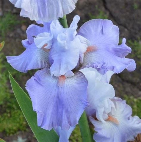 Beacons will be lit throughout the united kingdom, channel islands, isle the platinum jubilee pageant: Iris 'Platinum Jubilee' | Flowers, Iris, Plants