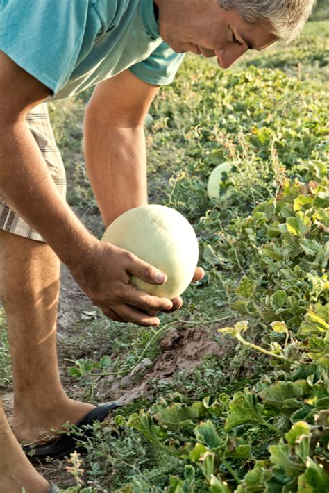 Je schwerer eine wassermelone, desto reifer ist sie. Ist die Honigmelone reif? » Daran erkennen Sie es