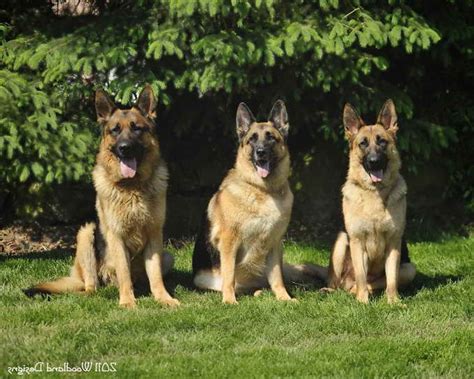 Nor will they say oh i can't let you visit with the sire or the dam, you otherwise you may end up with a puppy who has severe social aggression issues. German Shepherd Puppy Rescue Ohio | PETSIDI