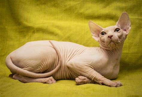 We always have kittens available to approved homes, but ask that everyone considering buying/adopting a kitten. Sphynx Cat For Sale Near Me - Wayang Pets