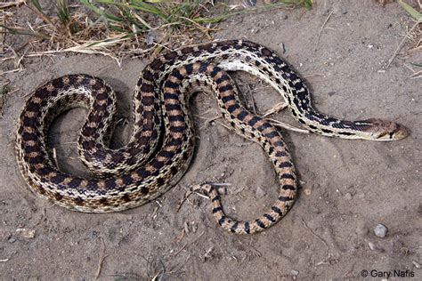 Maybe you would like to learn more about one of these? Patterned California Snakes