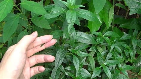 Selain daripada penghasilan beras, pembangunan herba : Herbs, Pokok Hempedu Bumi - YouTube