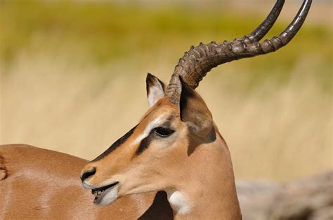 These are currently the best champions in the game and will most likely give any player an edge over the. Impala Foto & Bild | tiere, wildlife, säugetiere Bilder ...