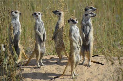 Hi lena kannst mit mir chatten wenn magst ls. Namibia-Forum: Wo kann ich Erdmännchen fotografieren? (2/3) - Results from #6