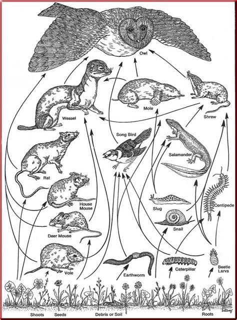 Fun ways to memorize the books of the bible. Food Web Coloring Pages - Coloring Home