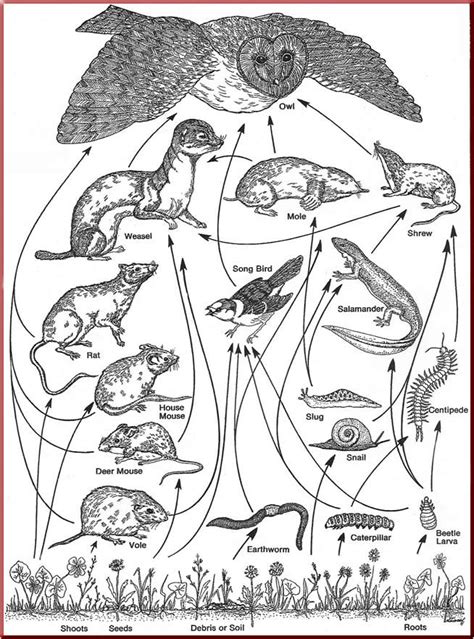 Coloring pages are a great way for a child to devote time. Food Web Coloring Pages - Coloring Home