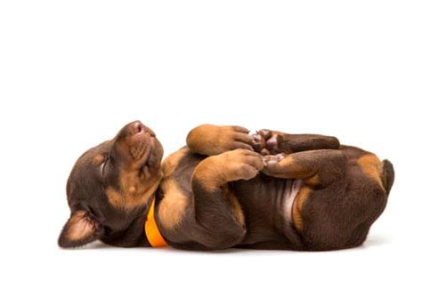 Sometimes, when your puppies are breathing fast, they may even look like they're in trouble. Why Do Dogs Sleep So Much & How Many Hours a Day Do Dogs Sleep